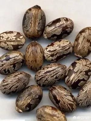 北方一些农村种植的“大麻子”是什么?可以直接食用吗?价格如何?如何种植“大麻子”？