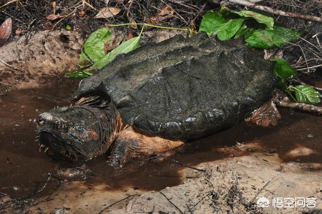 真鳄龟幼苗开箱视频:为什么说鳄龟是现存最古老的爬行动物？