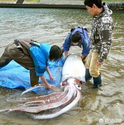 火焰乌贼是一种有剧毒的生物:巨型乌贼事件告诉了人们什么？