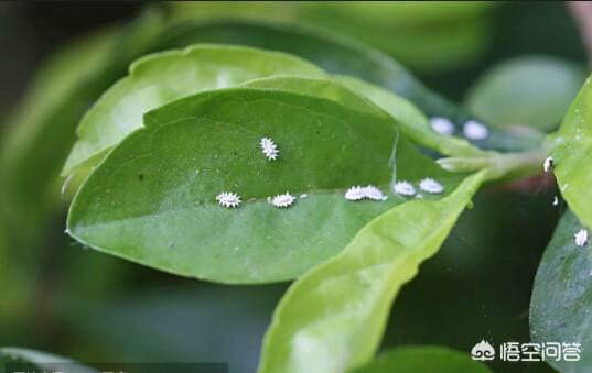 绿宝树 蚜虫:怎么防治果树的蚜虫、红蜘蛛？