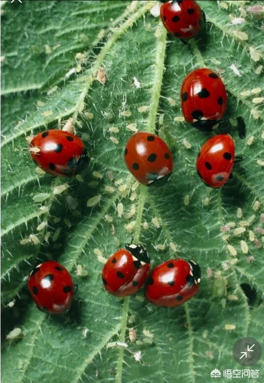 绿宝树 蚜虫:怎么防治果树的蚜虫、红蜘蛛？