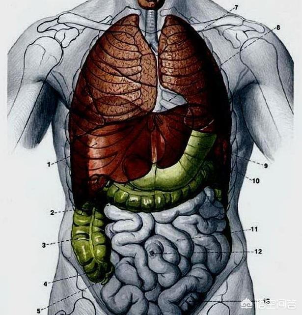 是什么样的进化导致生物器官几乎都朝着偶数对称方向发展?