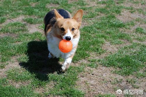 柯基可以吃犬虫净么:小柯基总是乱吃地上的东西应该怎么办？