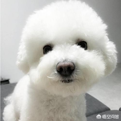 比熊图片:比熊毛不白发黄，小比熊毛发黄长大会变白吗？ 比熊照片