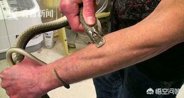 非洲角蝰:非洲角蝰蛇 你认为国内最毒的蛇是哪一种？