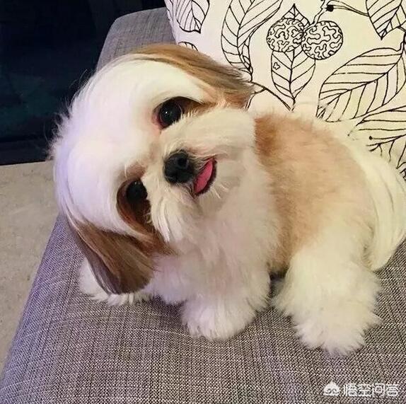 中国名狗观赏:我国最具有颜值的狗有哪些？为什么？