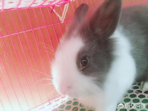 猫咪角膜炎用什么眼药水效果好:猫猫兔眼睛流泪怎么办，猫猫兔眼睛发炎怎么办？