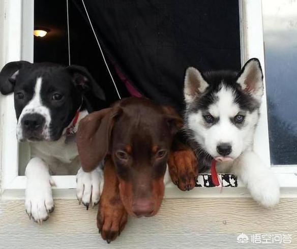 犬爱:爱狗人士指的是什么意思？