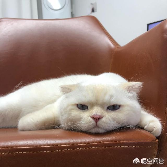 家猫的寿命知乎:猫咪寿命只有十年，如何照顾年老猫咪？