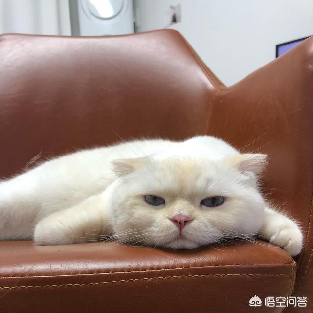 铲屎官应如何给猫咪剪指甲，宠物店如何给猫剪指甲？我家猫很不老实。会抓人？