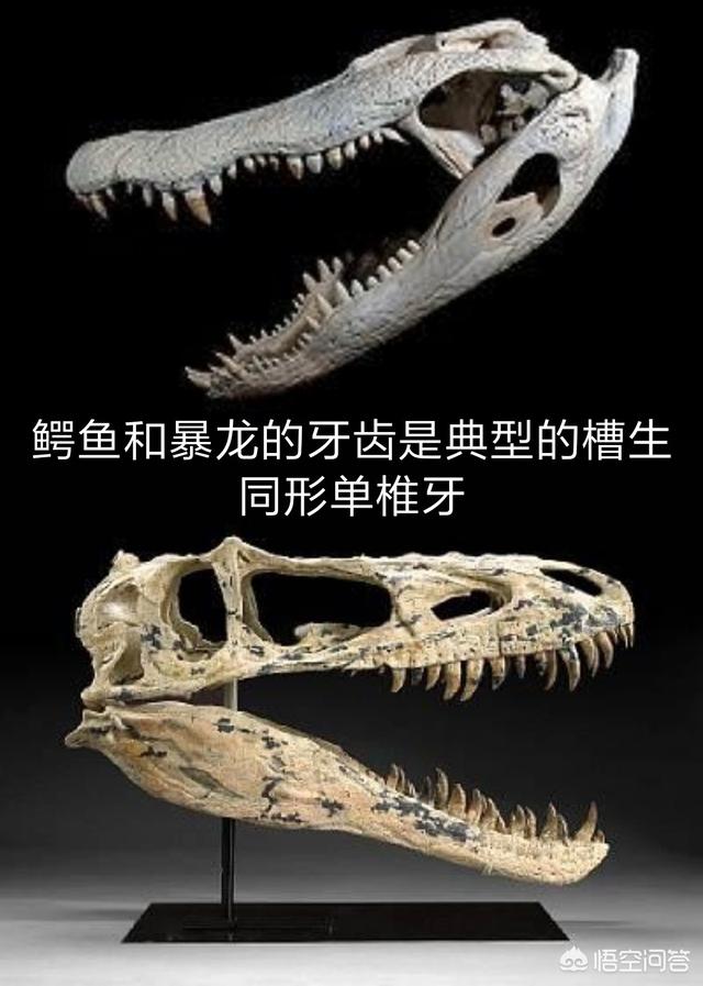 牙齿折断有几种:有什么动物的牙齿是可以再生的吗？
