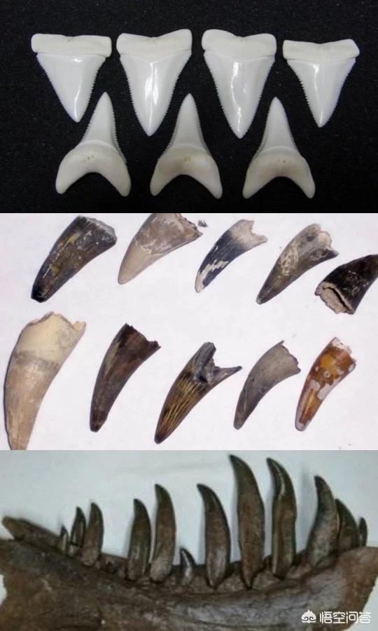 牙齿折断有几种:有什么动物的牙齿是可以再生的吗？