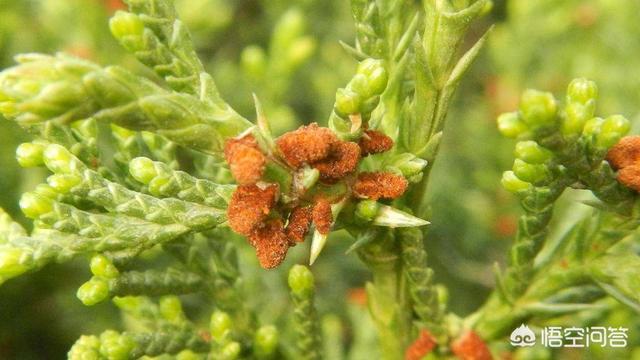 梨锈壁虱:种植果树的，杀锈壁虱和红蜘蛛用哪种农药比较好？