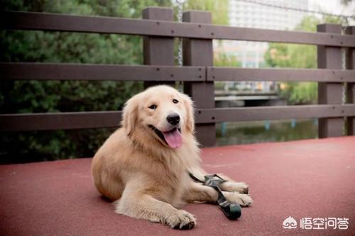 成年母金毛犬的喂养:想养金毛犬，选公的比较好还是选母的比较好？