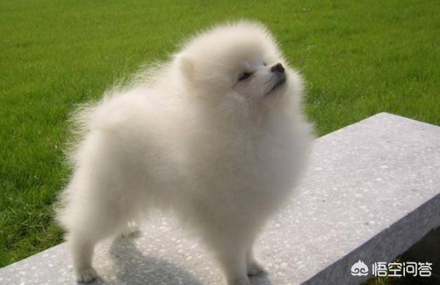 博美犬的寿命是多大:蝴蝶犬VS博美犬之间，谁更胜一筹？