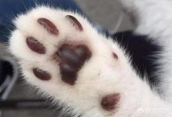 博美犬的寿命是多大:蝴蝶犬VS博美犬之间，谁更胜一筹？