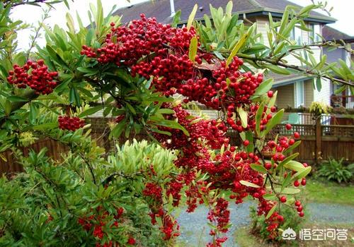 怎么做院子围墙又便宜又好看？插图44