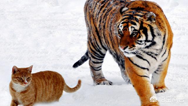 豹猫图片:我国野生的豹猫还多吗？为什么？