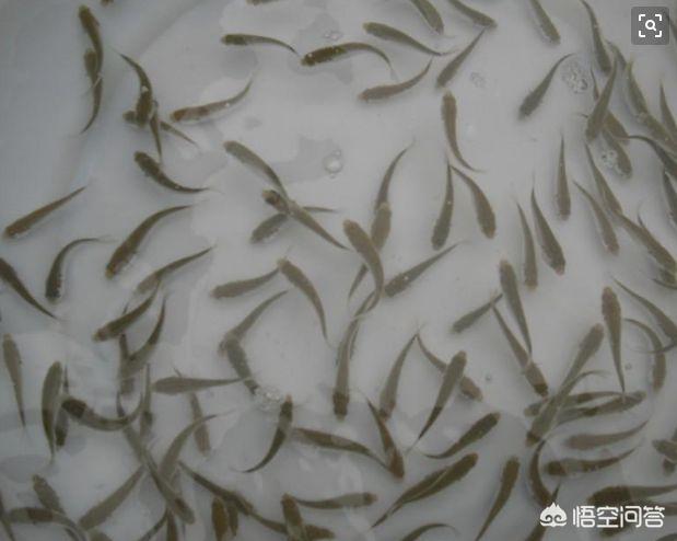 观赏水族疾病防治学:新鱼入缸前如何消毒杀菌，杀虫，防止交叉感染？