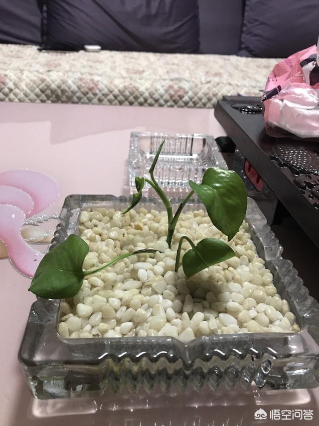 海豹集体午睡:海尔员工午睡被开除：如果不是普通员工还会是这样的结果吗