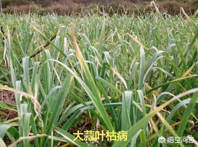 花叶芋穿孔线虫病:该如何治疗朱顶红的病害问题？