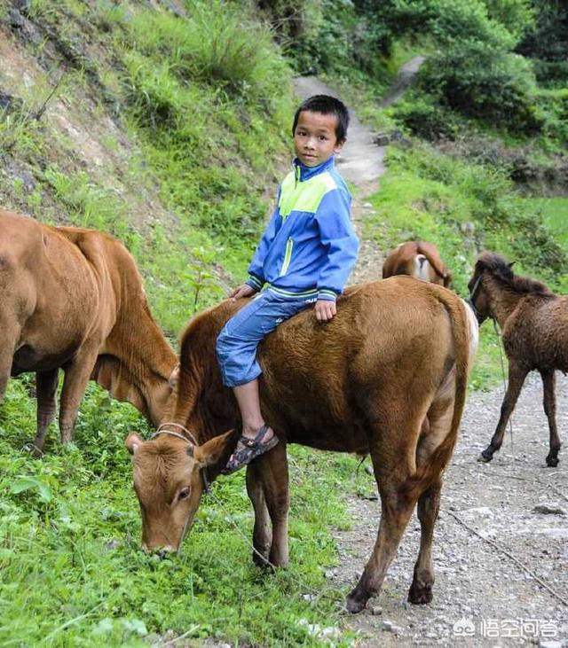 头条问答 - 你有没有小时候在农村老家放牛的经历?(142个回答)