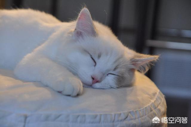 养猫还是养狗:您认为养狗好还是养猫好？