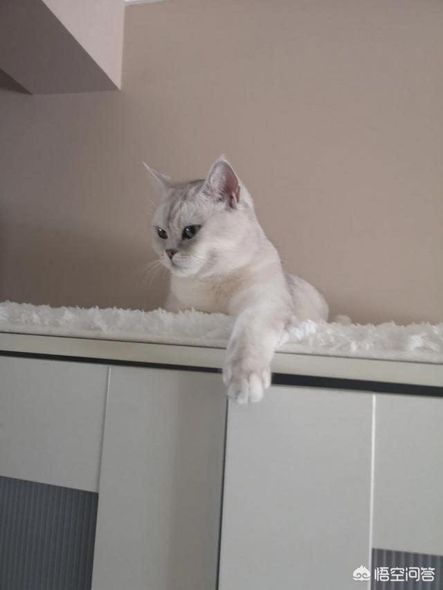 养猫还是养狗:您认为养狗好还是养猫好？