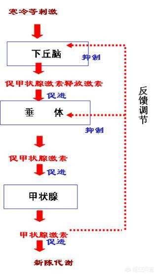 减肥偏方(减肥偏方秘方大全)