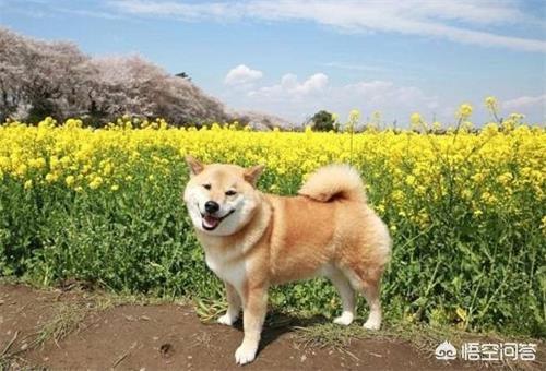 给柴犬洗耳朵一直挣扎 柴犬洗耳螨不配合怎么办 北京诚信雪纳瑞的回答 头条问答