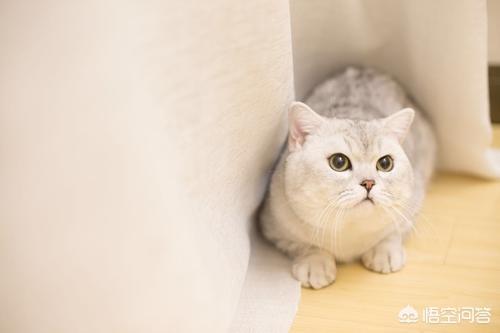 发腮是什么意思:人脸发腮了是什么原因 英短发腮最佳时机是什么时候呢？