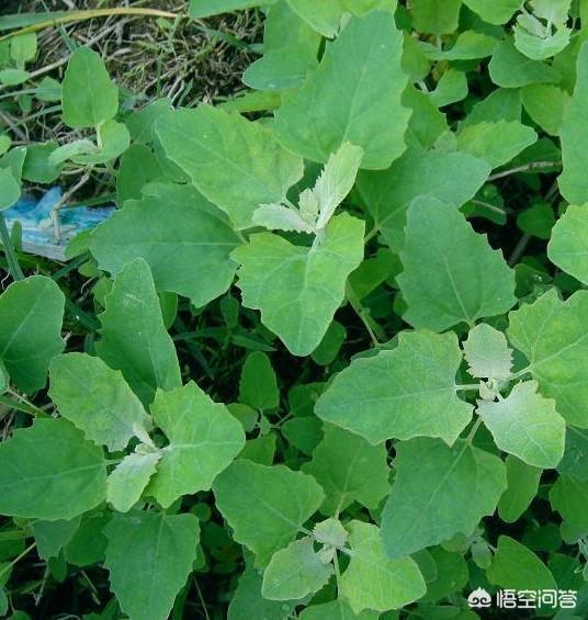 春天到了,苦菜、荠菜、蒲公英等野菜破土而出,你喜欢吃哪一种？