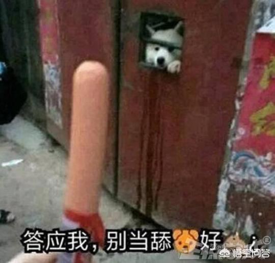 可爱狗狗小游戏:你都知道游戏里有哪些“舔狗”角色？ 狗狗小游戏