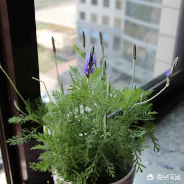除虫菊酯多少钱:植物花卉常见的害虫有哪些？该怎么防治？