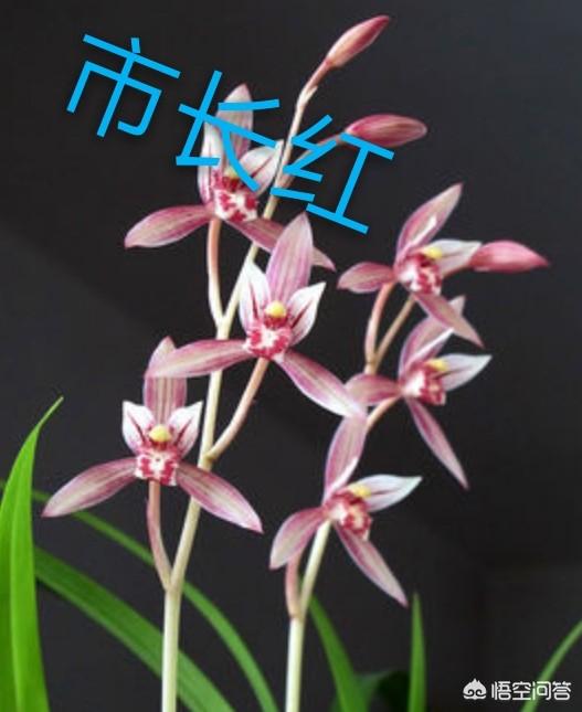 建兰图片:建兰几月开花？怎样才能让它开花更美？