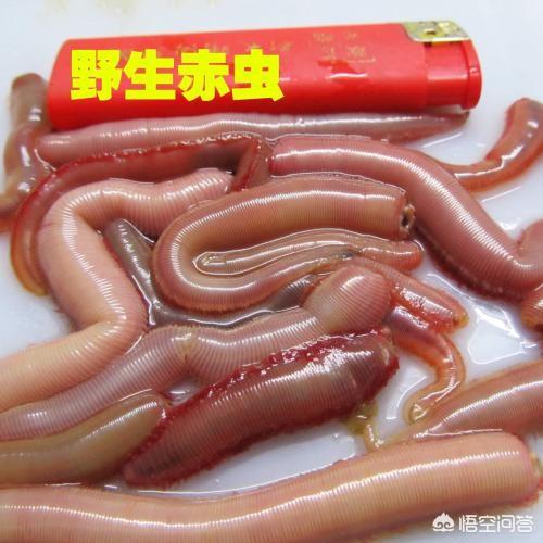 通心粉鼠对温度的要求:垂钓三月轻口鱼小技巧有哪些？