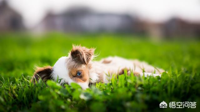 头条问答 狗狗拉稀怎么办 三岁泰迪犬拉稀怎么办 狗狗拉肚子怎么办 3岁的泰迪狗出现拉肚子 10个回答