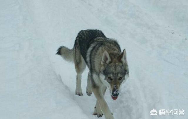 捷克狼犬和狼的基因:世界上纯种的捷克狼犬还多吗？有何依据？
