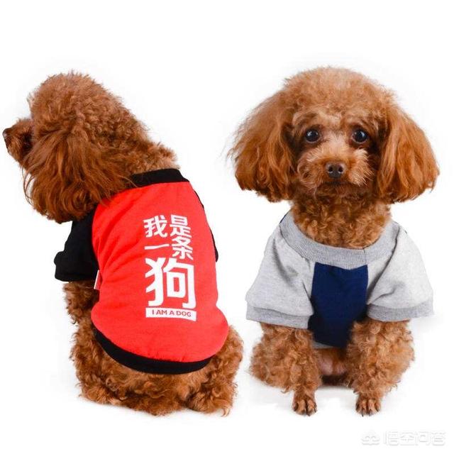 泰迪小狗拉稀了怎么办:泰迪拉肚子很臭该怎么办？