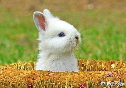 兔子拉稀了怎么办，兔子拉稀怎么处理屁屁，小白兔拉稀了怎么办