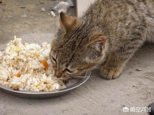 宠物感冒需要多少钱:宠物感冒清多少钱 猫咪感冒看病要多少钱.猫感冒去宠物医院要多少钱？