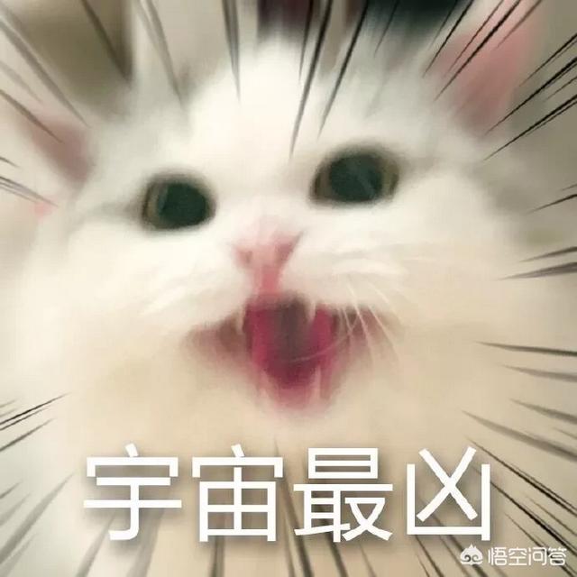猫绝育后还会咬人，抓人吗？-头条问答