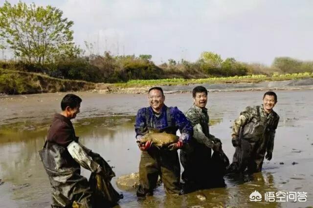 淡水鱼的种类价格:哪种野生淡水鱼最值钱，为什么？