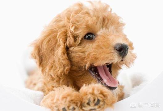 泰迪狗和贵夫人狗图片价格表:泰迪犬是越贵越纯种吗？还需要看什么地方去判断吗？