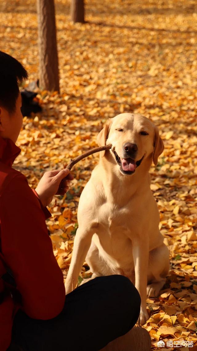 叫救助犬最后的遗言:反对流浪犬安乐死的“爱狗人士”，你们能给出好办法吗？