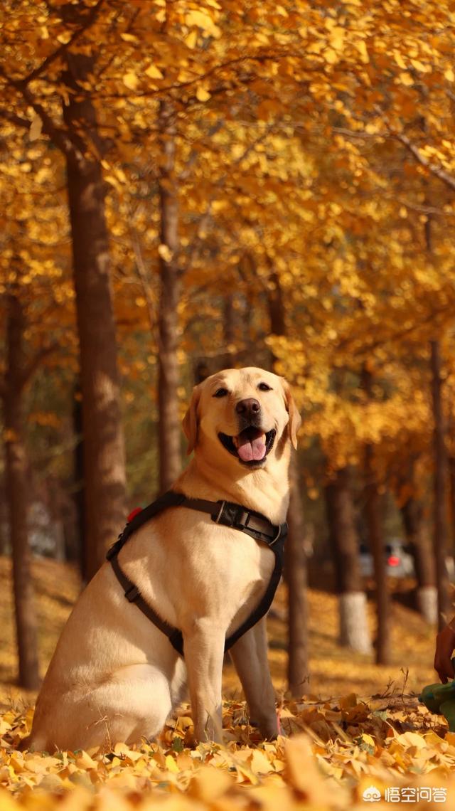 救助犬最后的遗言:如何评价爱狗人士为了救狗落水身亡？