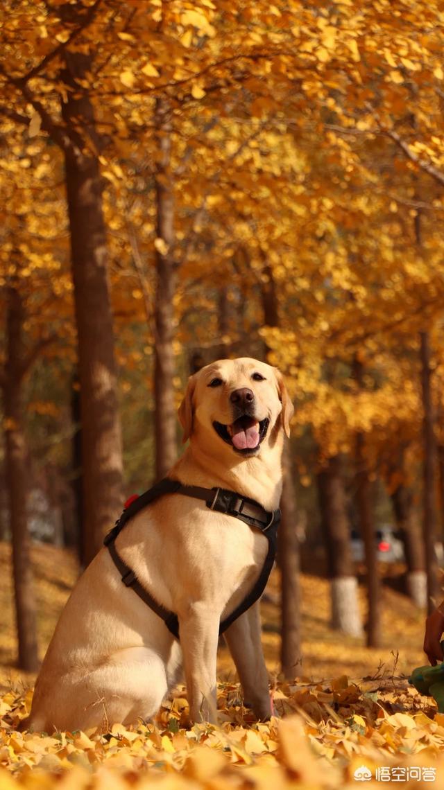 叫救助犬最后的遗言:反对流浪犬安乐死的“爱狗人士”，你们能给出好办法吗？