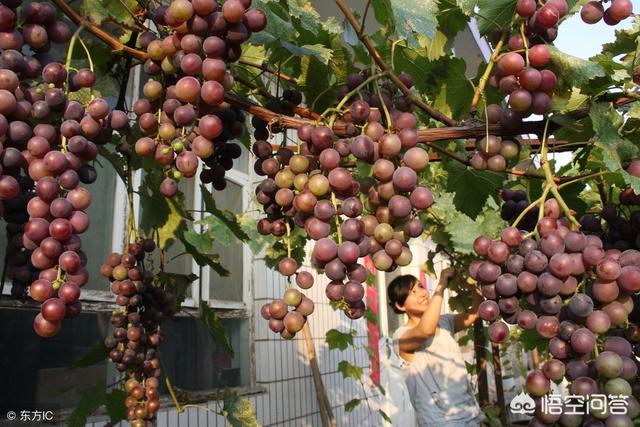 超级无敌小葡萄:农村小园种植哪些品种的葡萄即美观又好吃？