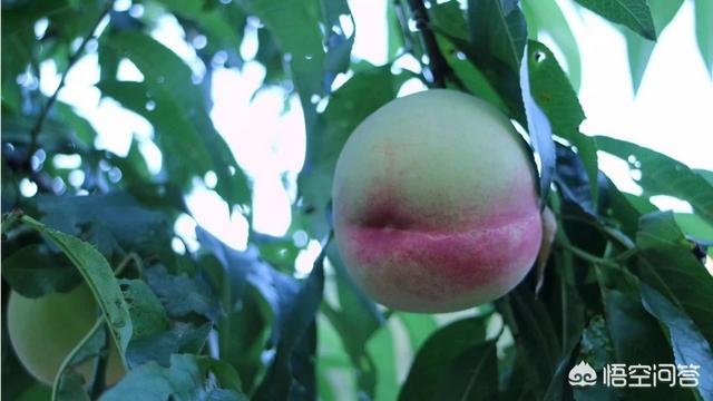 介壳虫图片:危害桃的介壳虫有哪几种？如何防治？