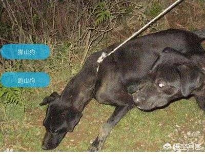 丰山犬野猪图片:丰山犬狗图片 我国杀伤性前三的猎犬是哪三种狗？为什么？